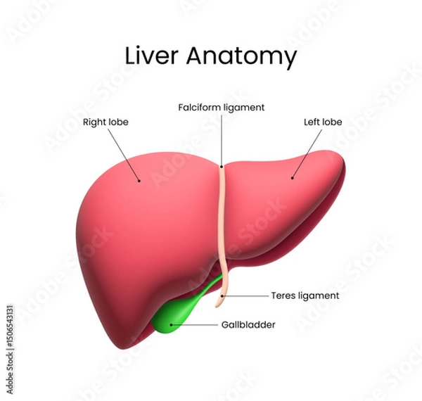 Fototapeta Human Liver Anatomy in 3d style