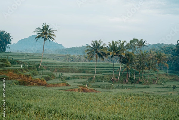Fototapeta Rice terrace fields with some tall palm trees on cloudy conditions