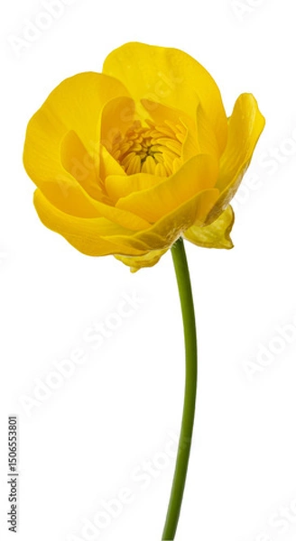 Fototapeta Isolated Yellow Flower Bloom With Delicate Petals On Transparent Background Photo