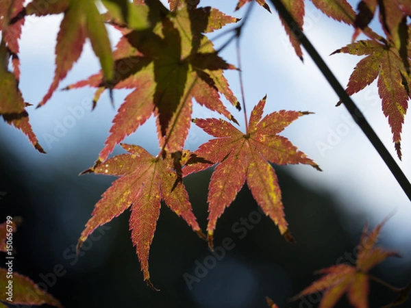 Fototapeta Japanese Maple Leaves