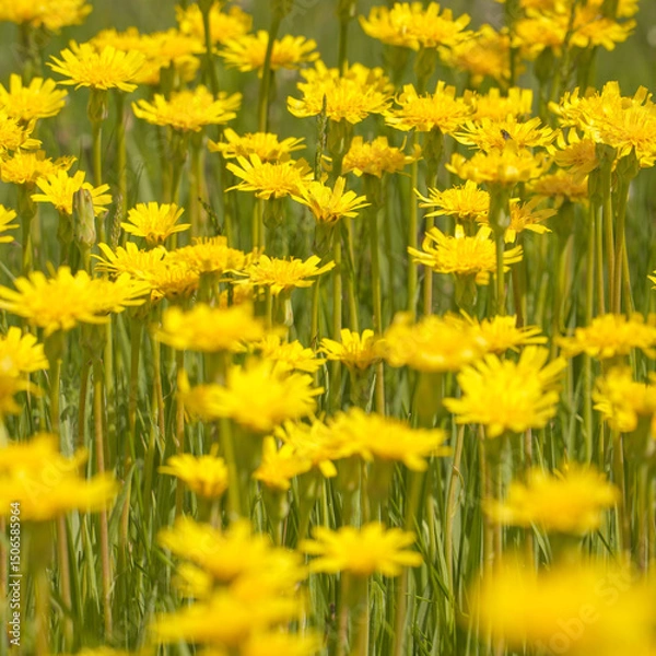 Obraz A clearing of bright yellow flowers in a green meadow