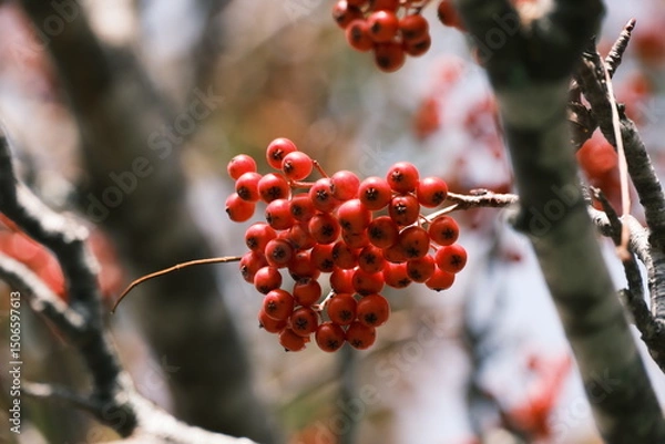 Obraz ナナカマドの実