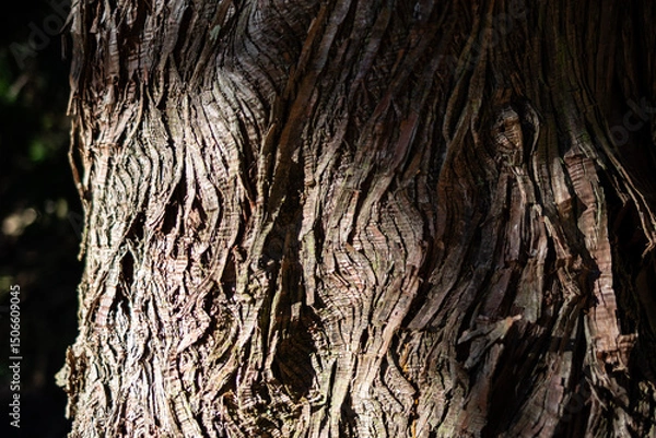 Obraz 光に照らされた美しい木の表面