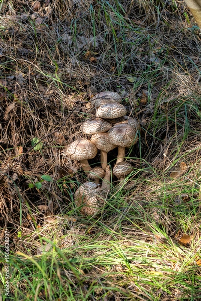 Fototapeta A bunch of mushrooms among grass and old leaves in woods