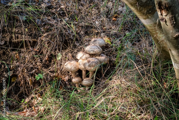 Fototapeta A bunch of mushrooms among grass and old leaves in woods