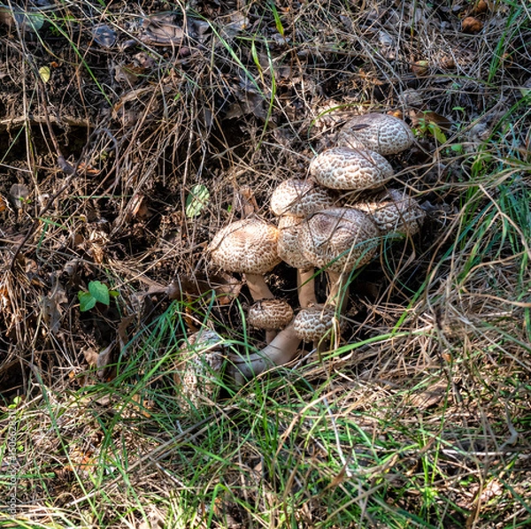 Fototapeta A bunch of mushrooms among grass and old leaves in woods