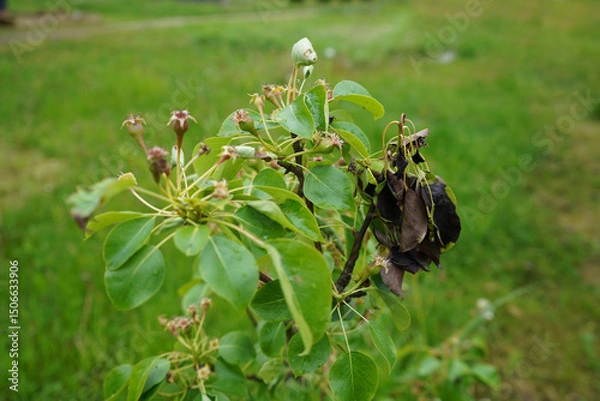 Fototapeta Diseases of fruit trees. Bacterial burn of a pear. Parasites of the pear tree.
