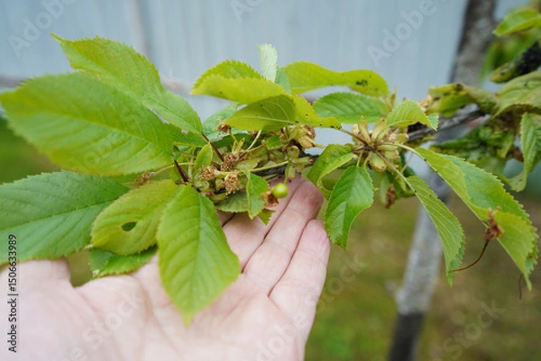 Fototapeta Cherry tree foliage is being damaged by black bean aphids, which are troublesome pests in the garden.