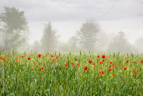 Fototapeta poppies in the field of rye. rural landscape on a mist morning in summer. silhouettes of trees in the distant fog. countryside scenery in mysterious atmosphere. outdoor adventure in farmland