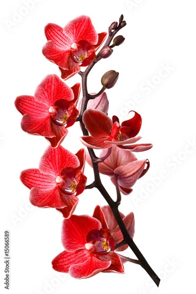 Obraz orchid isolated on white background