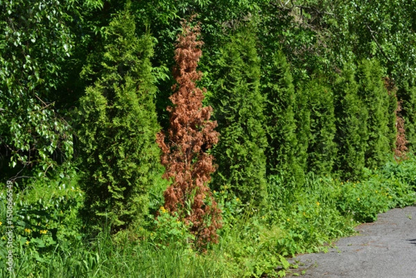 Fototapeta Withered thuja. Green fence hedge from green thuja trees with withered thuja.
