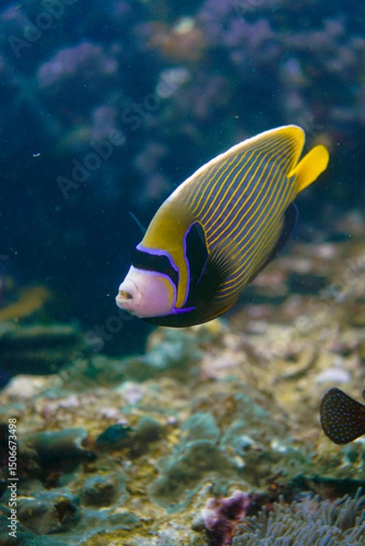 Fototapeta Beautiful emperor angelfish angel fish swimming in the colourful coral reef in the Similan Islands in Thailand, Andaman Sea in Asia. Scuba Diving underwater photography