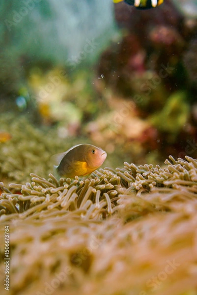 Fototapeta Beautiful clownfish in the anemone in the warm tropical water of Thailand, Similan islands in the Andaman Sea in Asia. Underwater scuba diving