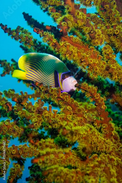 Fototapeta Beautiful emperor angelfish angel fish swimming in the colourful coral reef in the Similan Islands in Thailand, Andaman Sea in Asia. Scuba Diving underwater photography