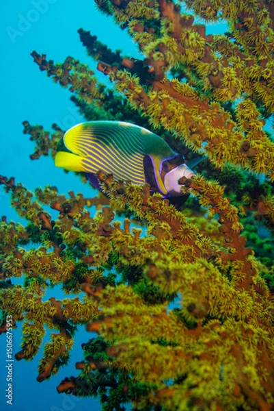 Fototapeta Beautiful emperor angelfish angel fish swimming in the colourful coral reef in the Similan Islands in Thailand, Andaman Sea in Asia. Scuba Diving underwater photography