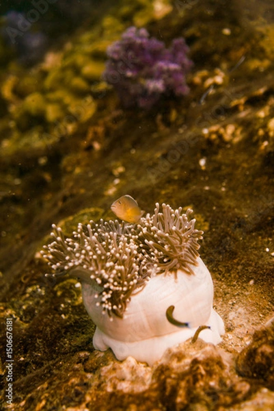 Fototapeta Beautiful clownfish in the anemone in the warm tropical water of Thailand, Similan islands in the Andaman Sea in Asia. Underwater scuba diving