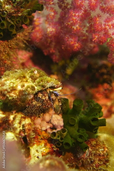 Fototapeta Beautiful coral fish swimming in the colourful coral reef in the Similan Islands in Thailand, Andaman Sea in Asia. Scuba Diving underwater photography