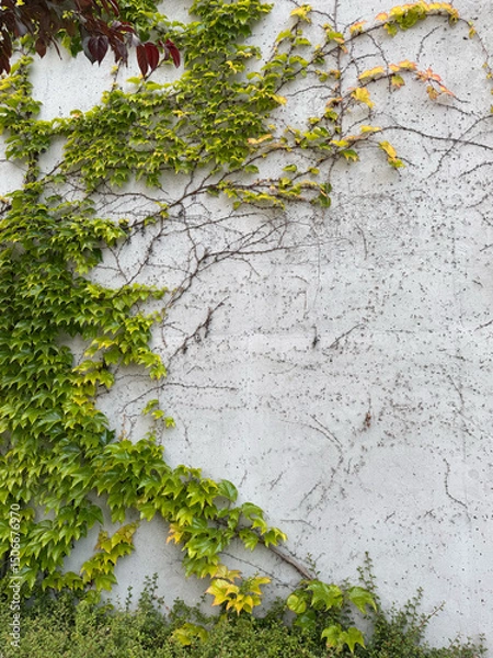 Fototapeta Green ivy vines climbing on white concrete wall with textured surface