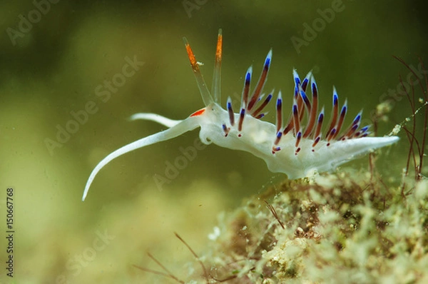 Obraz nudibranquio