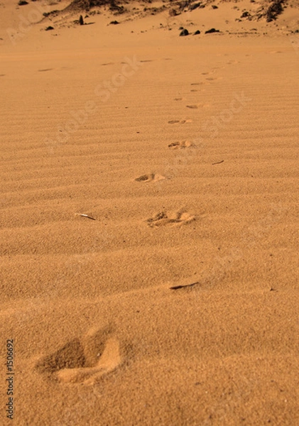 Fototapeta empreintes
