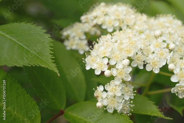 Fototapeta 日本：ナナカマド（Sorbus commixta ）／白い花のマクロ写真／長野県・５月