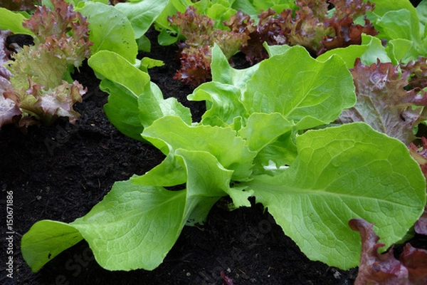 Obraz junge Salatpflanze in einem Beet