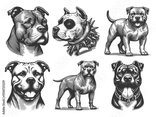 Fototapeta Pit Bull Dog Set collection bundle sketch engraving generative ai vector illustration. Scratch board imitation. Black and white image.