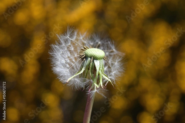 Obraz Diente de león - 5