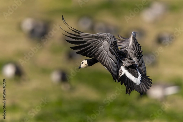 Obraz Weißwangengans