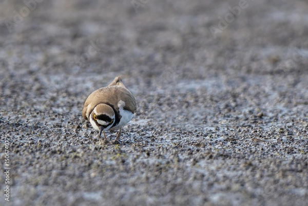 Obraz Flussregenpfeifer