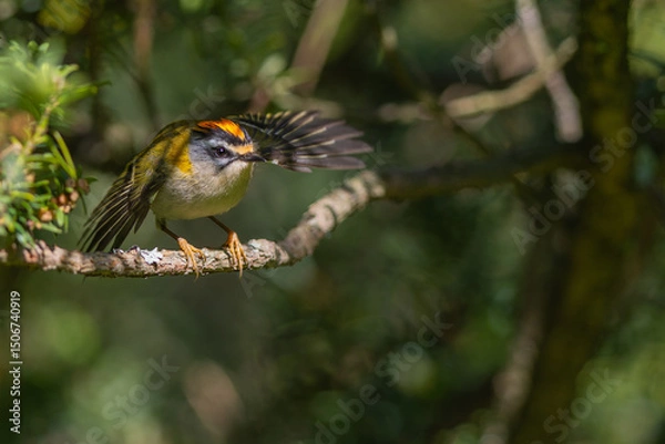 Obraz Sommergoldhähnchen