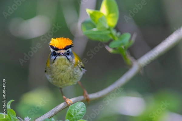 Obraz Sommergoldhähnchen