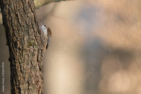 Obraz Gartenbaumläufer