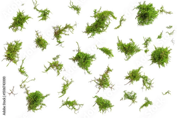 Obraz isolated green moss clumps on transparent background