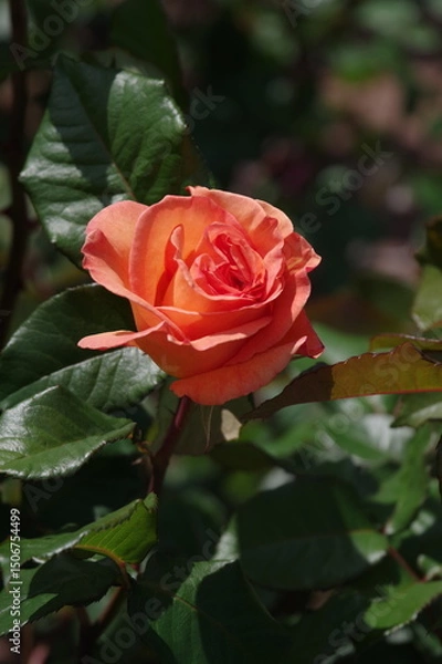 Obraz 鶴舞公園