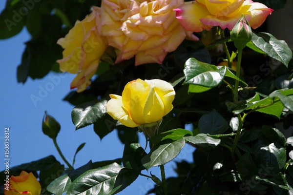 Obraz 鶴舞公園