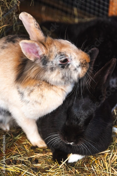 Fototapeta Two bunnies can be seen standing side by side in a pile of hay