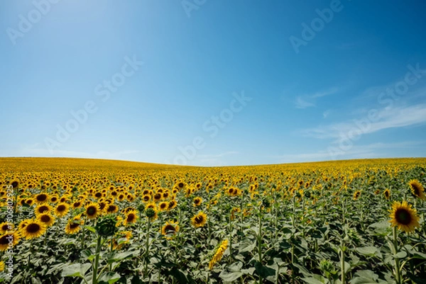 Fototapeta Landscape of sunflower field with blue cloudy sky. 