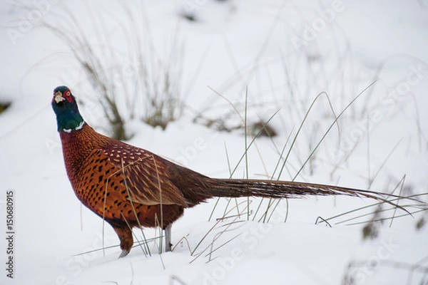 Obraz Fasan im Schnee