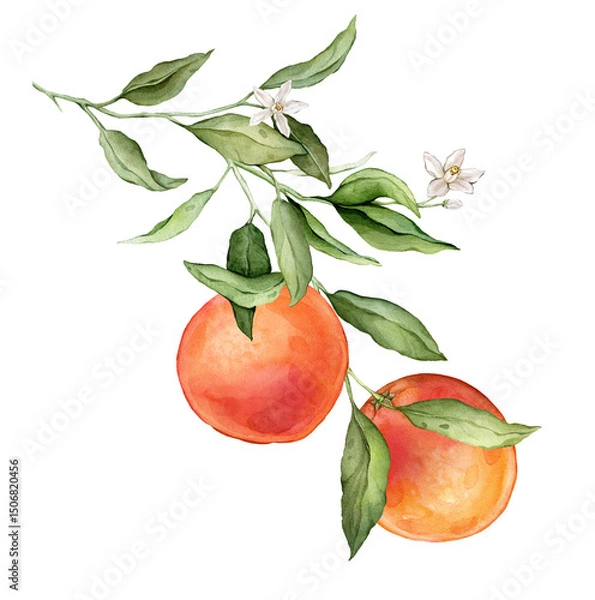 Fototapeta Grapefruit big Branch with white flowers. Hand drawn watercolor illustration of orange red tropical citrus Food on isolated background. Drawing of grapefruit tree with green leaves. Sketch of juicy.