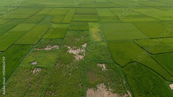 Fototapeta Top-down aerial of vibrant green rice paddies segmented by narrow dirt tracks and flooded plots, forming a geometric agricultural patchwork
