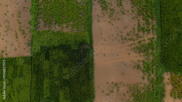 Fototapeta Top-down aerial of vibrant green rice paddies segmented by narrow dirt tracks and flooded plots, forming a geometric agricultural patchwork
