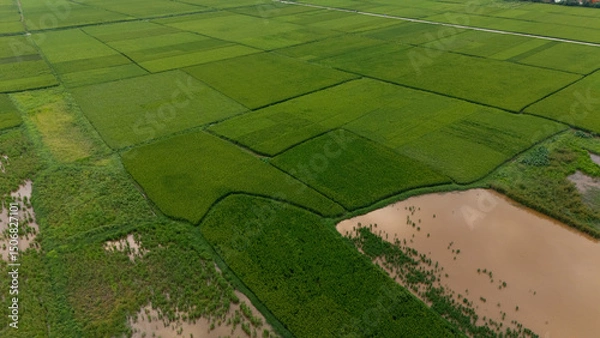 Fototapeta Top-down aerial of vibrant green rice paddies segmented by narrow dirt tracks and flooded plots, forming a geometric agricultural patchwork