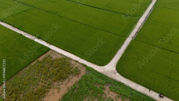 Fototapeta Top-down aerial of vibrant green rice paddies segmented by narrow dirt tracks and flooded plots, forming a geometric agricultural patchwork
