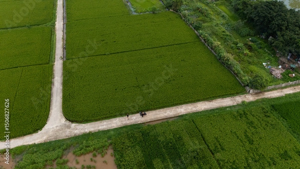 Fototapeta Top-down aerial of vibrant green rice paddies segmented by narrow dirt tracks and flooded plots, forming a geometric agricultural patchwork