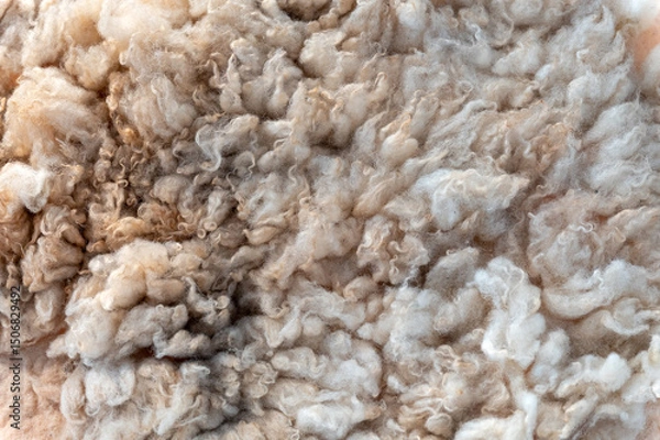Fototapeta Raw wool background forming a soft and delicate texture