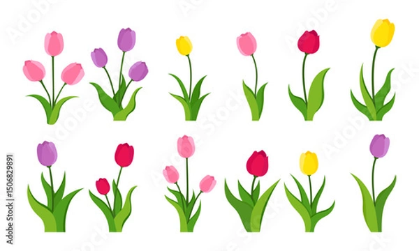 Fototapeta Collection of colorful tulip flower vectors with various shapes for spring design decoration