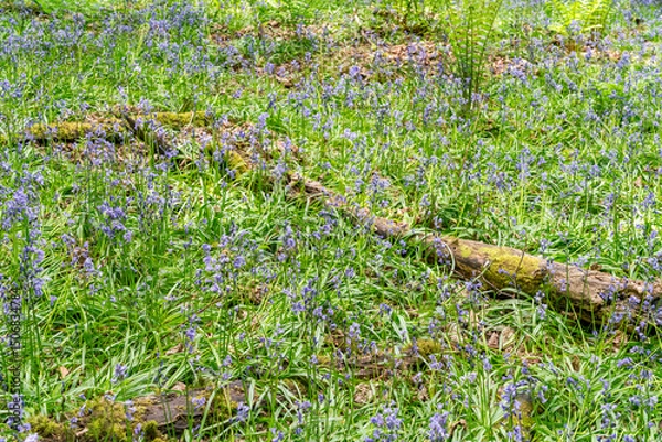 Fototapeta Bluebells in the woods around the Wrekin, Shropshire,