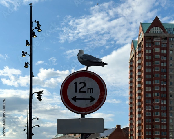 Obraz Seagull perched on a round road sign. High rise buildings and blue sky. Rotterdam Netherlands