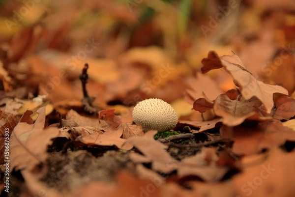 Obraz golf ball on the ground